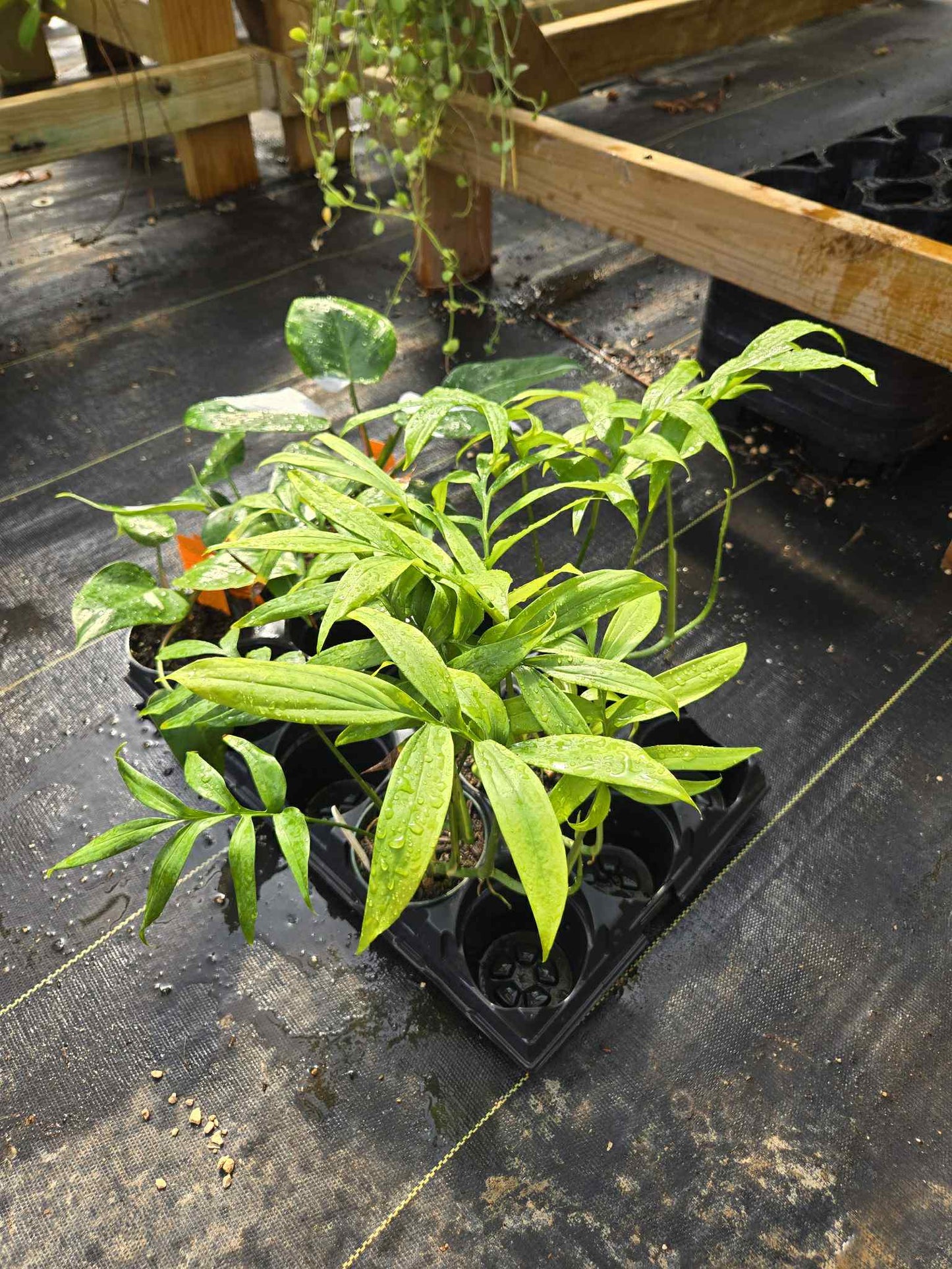 Monstera subpinnata