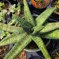 Gasteria batesciana