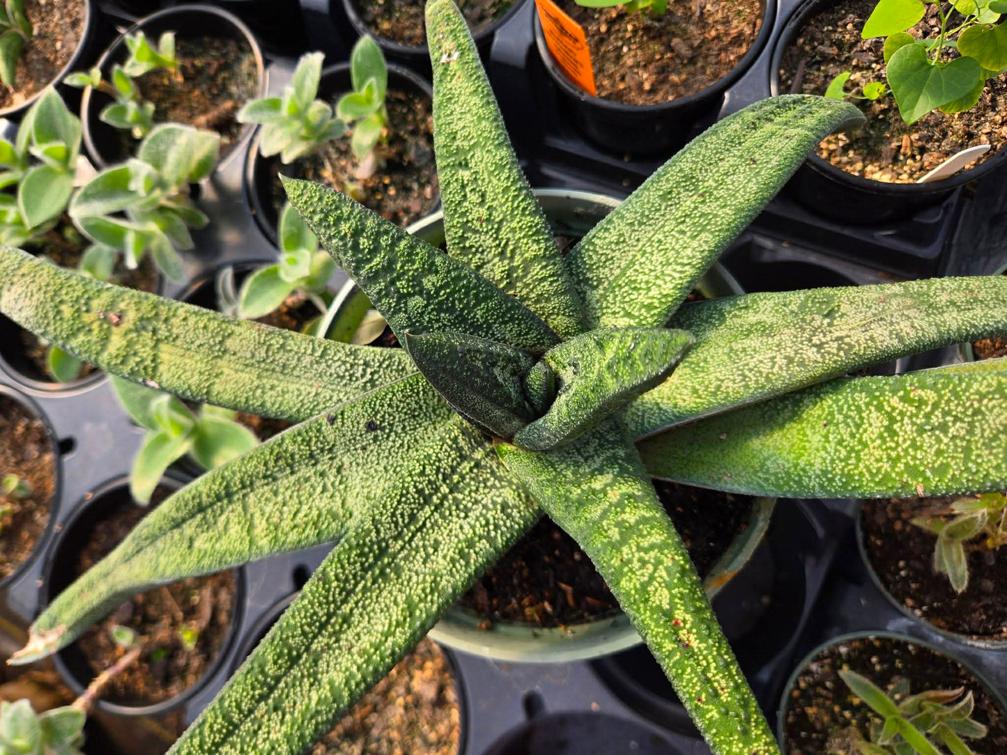 Gasteria batesciana