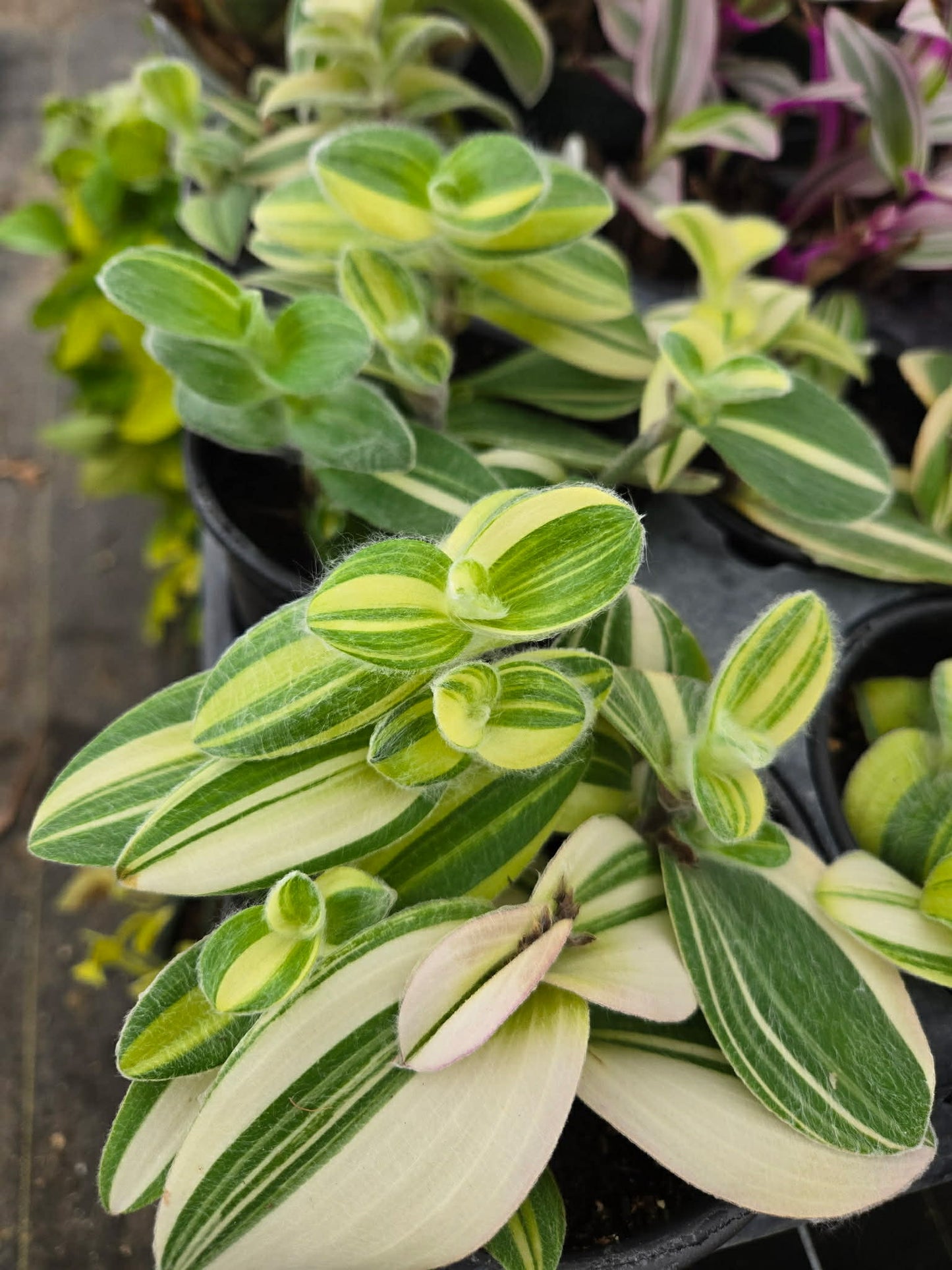 Tradescantia sillamontana --Variegated Velvet Wandering Jay--