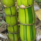 Bambusa vulgaris 'Wamin Striata' --Striped Buddha Belly Clumping Bamboo--