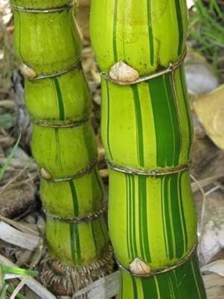Bambusa vulgaris 'Wamin Striata' --Striped Buddha Belly Clumping Bamboo--