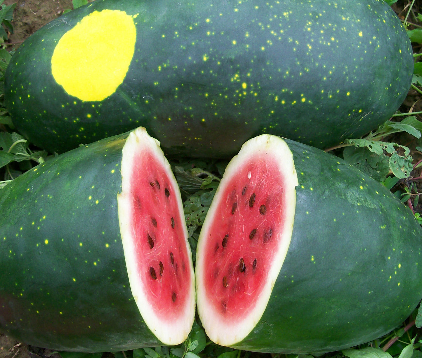MELON 'Moon & Stars Watermelon'