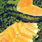 MELON 'OrangeGlo Watermelon'