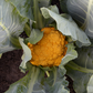 CAULIFLOWER 'Clementine'