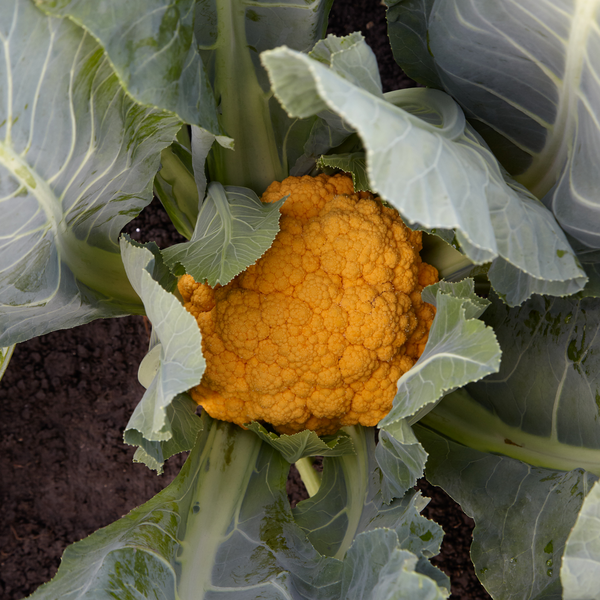 CAULIFLOWER 'Clementine'