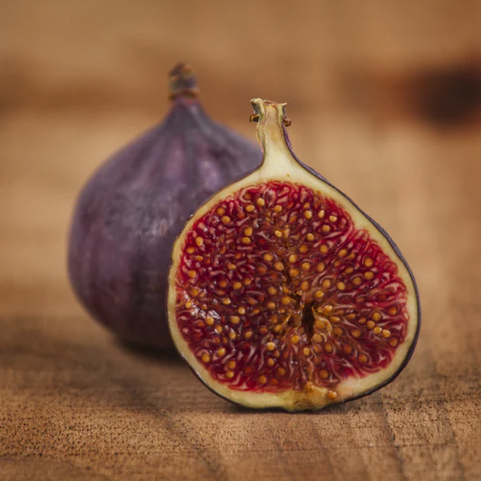 FIG 'Beer's Black' --Ficus carica--