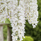 Wisteria sinensis 'Alba' --White Chinese Wisteria--