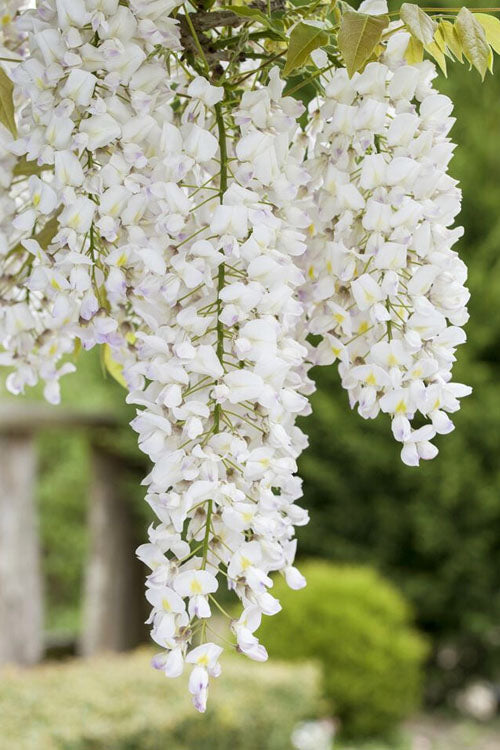 Wisteria sinensis 'Alba' --White Chinese Wisteria--