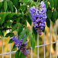 Wisteria frutescens --Texas Wisteria--