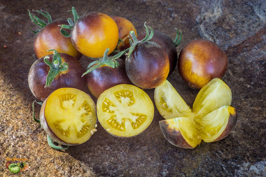 TOMATO 'Woolly Kate Yellow'