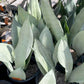 Sansevieria trifasciata --Moonshine Snake Plant--
