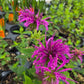 Monarda fistulosa x. bartlettii --Peter's Purple Beebalm--