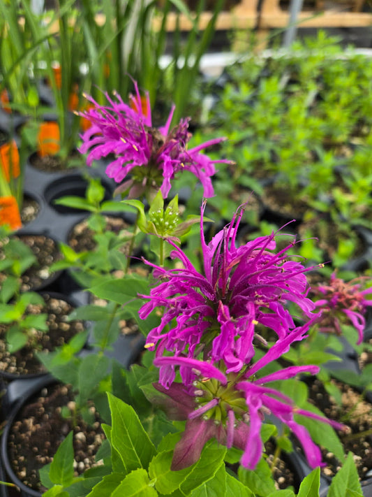 Monarda fistulosa x. bartlettii --Peter's Purple Beebalm--