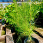 Pinus taeda --Improved Loblolly Pine--