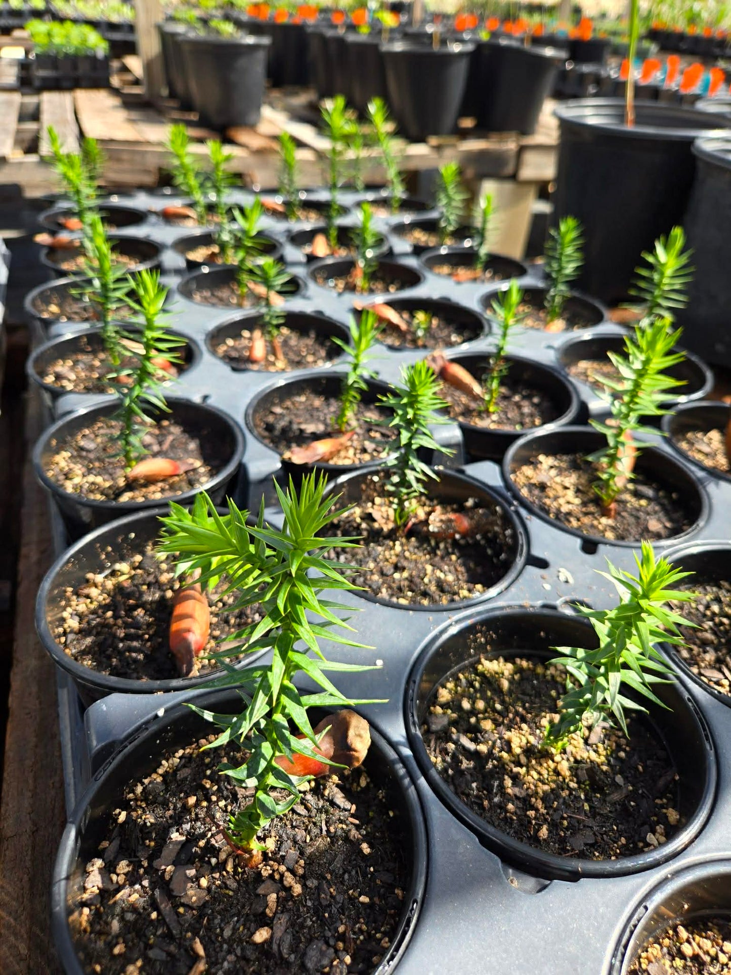 MONKEY PUZZLE TREE --Araucaria araucana--