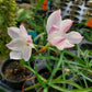 Cooperia drummondii --Evening Star Rain Lily--