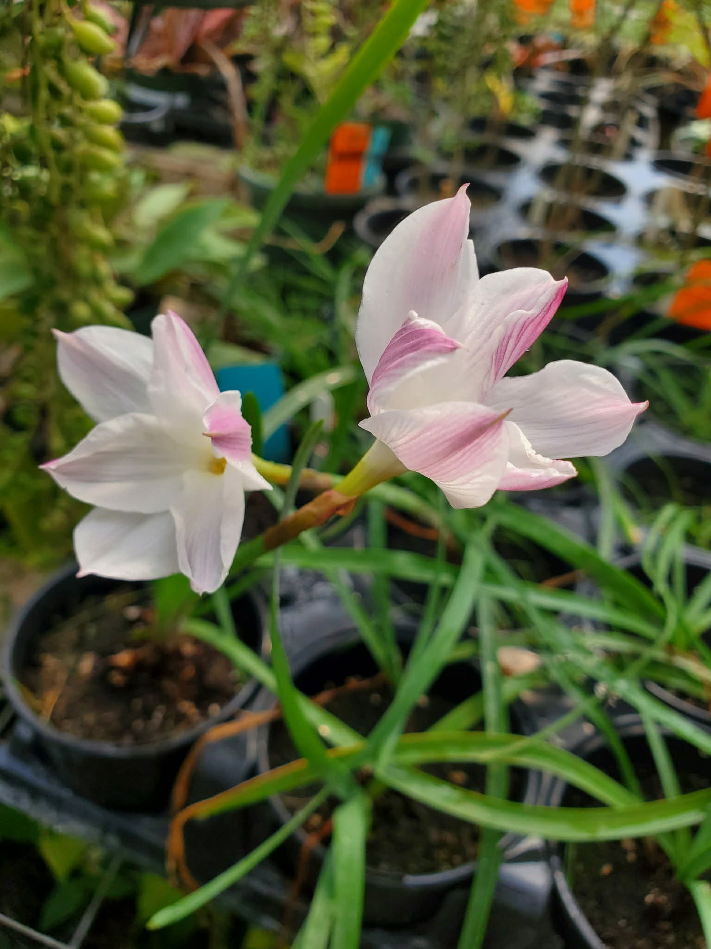 Cooperia drummondii --Evening Star Rain Lily--