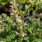 Agastache --Light Pink Hyssop--