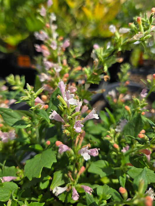 Agastache --Light Pink Hyssop--
