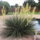 Hesperaloe parviflora --Yellow Yucca--