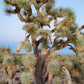 Yucca brevifolia 'Blue' --Blue Joshua Tree--