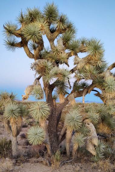 Yucca brevifolia 'Blue' --Blue Joshua Tree--