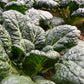 ASIAN GREENS 'Yukina Savoy'