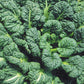 ASIAN GREENS 'Yukina Savoy'