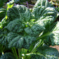 ASIAN GREENS 'Yukina Savoy'