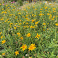 Wedelia texana --Zexmenia--