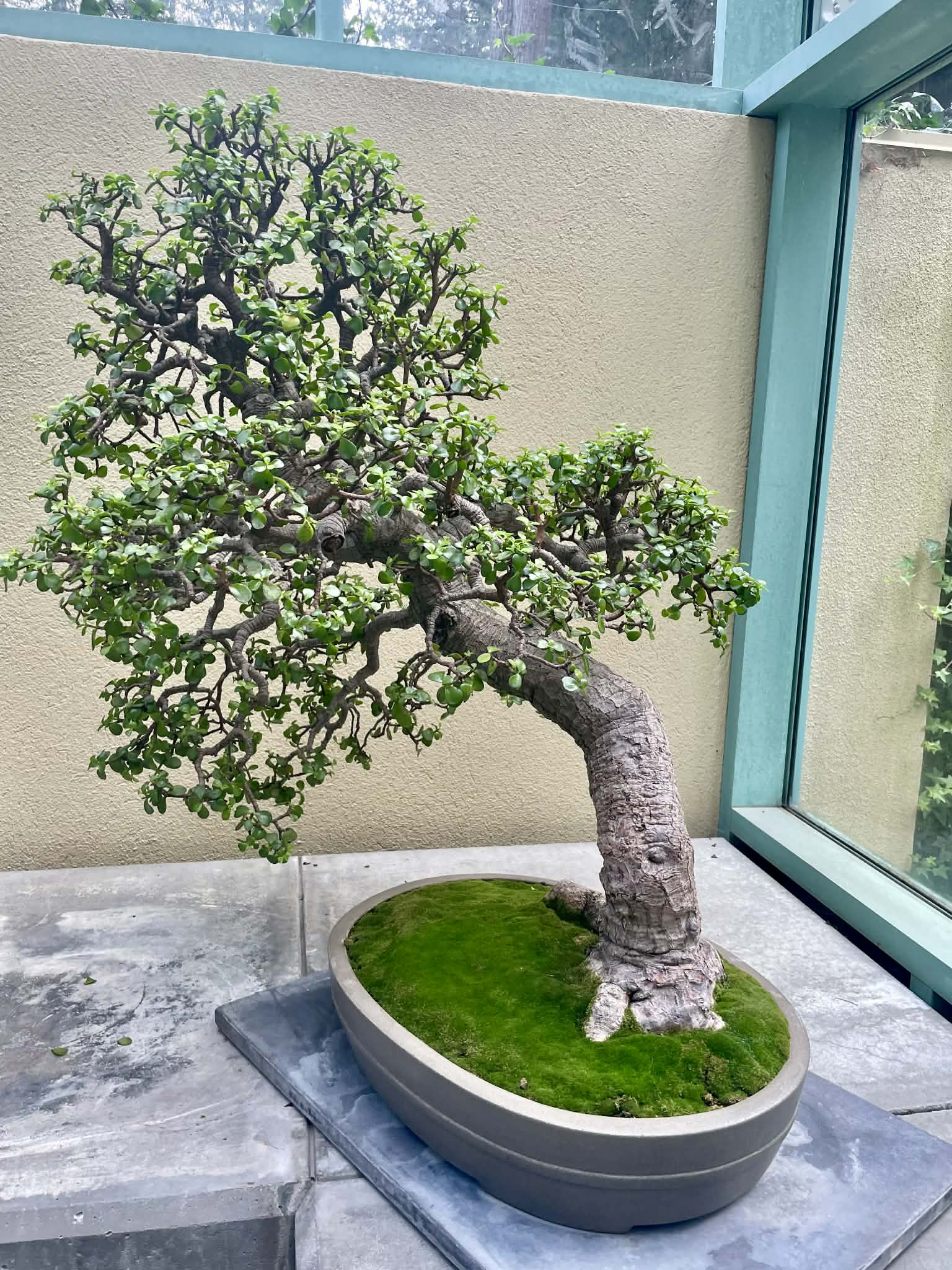 特大　Portulacaria afra variegata 鉢のまま発送 Portulacaria afra 'Variegata' --Variegated Manny Eleph - Nursery