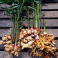 GINGER 'True' --Zingiber officinale--