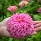ZINNIA 'Benary's Giant Bright Pink'
