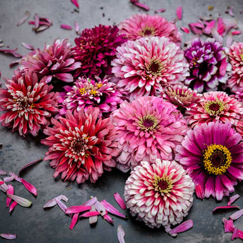 ZINNIA 'Mazurkia'