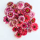 ZINNIA 'Mazurkia'