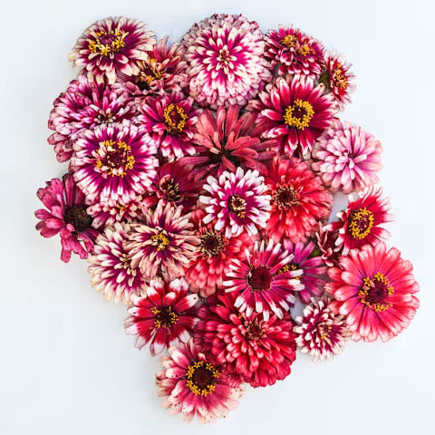 ZINNIA 'Mazurkia'