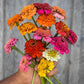 ZINNIA 'Scabiosa'