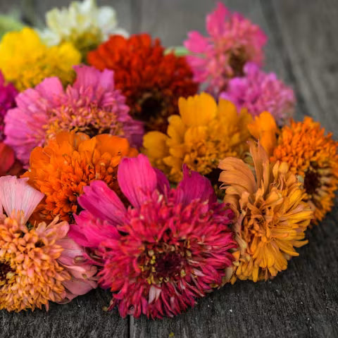 ZINNIA 'Scabiosa'