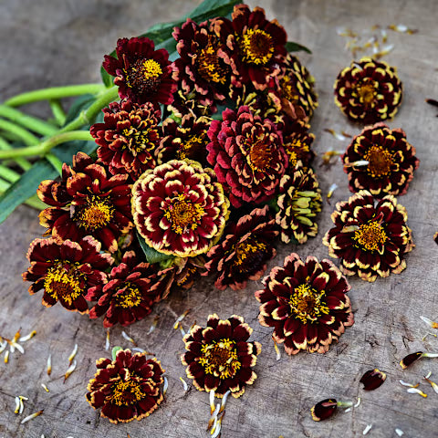 ZINNIA 'Aztec Burgundy Bicolor'