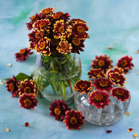 ZINNIA 'Aztec Burgundy Bicolor'