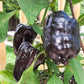 PEPPER 'Zulu'