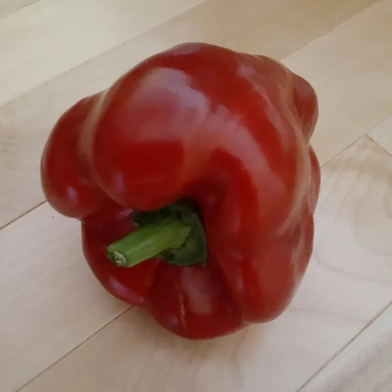 PEPPER 'Zulu'