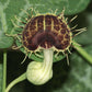 Aristolochia fimbriata --White-Veined Dutchman's Pipevine--