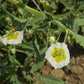 GROUNDCHERRY 'Wright's'