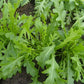 ARUGULA 'Bellezia' --Diplotaxis tenuifolia--