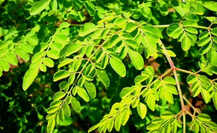 MORINGA 'Nigeria' --Moringa oleifera--