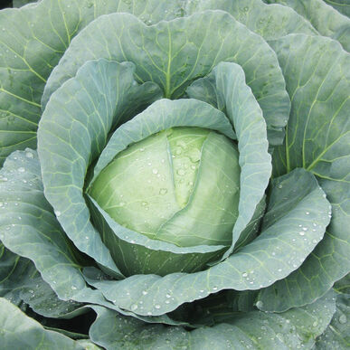 CABBAGE 'Capture'