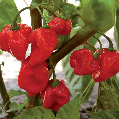 PEPPER 'Red Sweet Habanero'