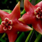 Hoya coronaria 'Red'